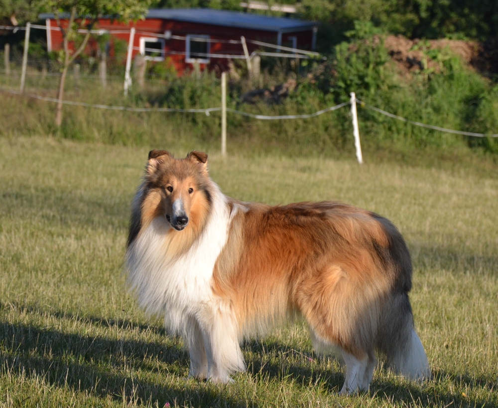 Balu1 mit 4 Jahren