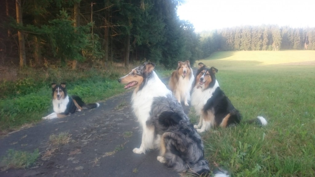 Collies2 erster Herbst18 ohne Herrchen