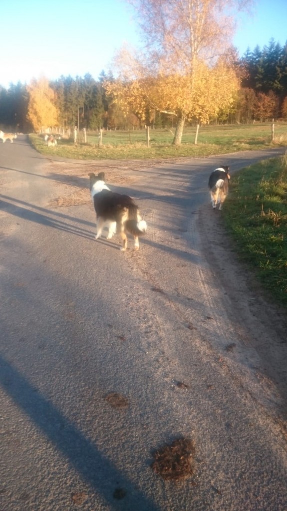 Collies3 erster Herbst18 ohne Herrchen