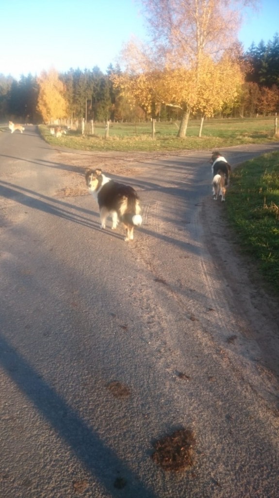 Collies4 erster Herbst18 ohne Herrchen