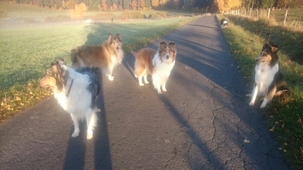 Collies5 erster Herbst18 ohne Herrchen
