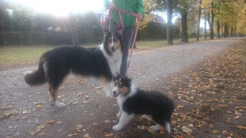 Lia1 6. Woche tragend Nov.18 zu Besuch bei Heaven