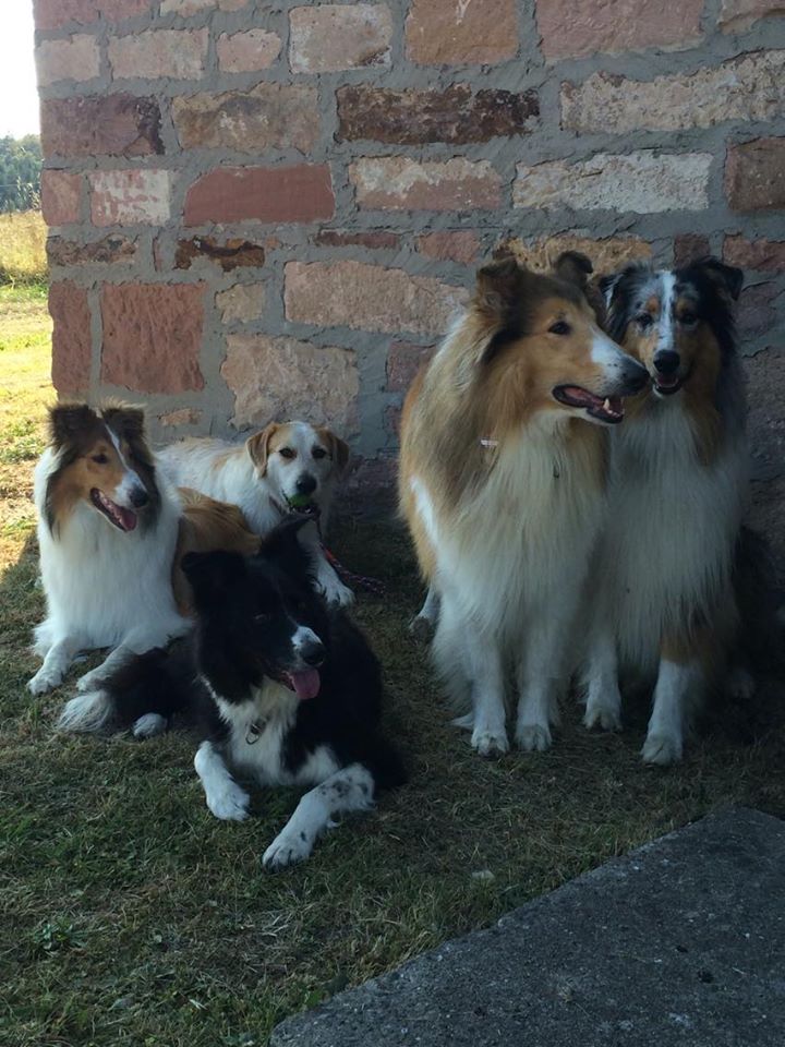 Besuch von Sylke, Susanne & den Wuffs1